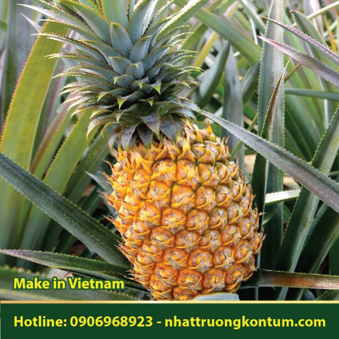 Cây Dứa Khóm - Ananas comosus - Túi 1kg