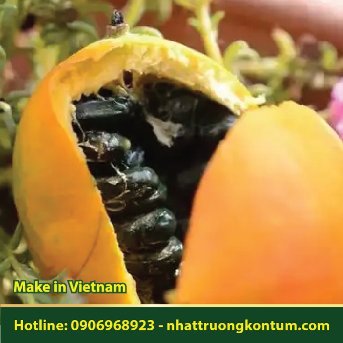 Cây Qua Lâu - Qua Lâu Nhân - Trichosanthes kirilowii - Túi 1kg