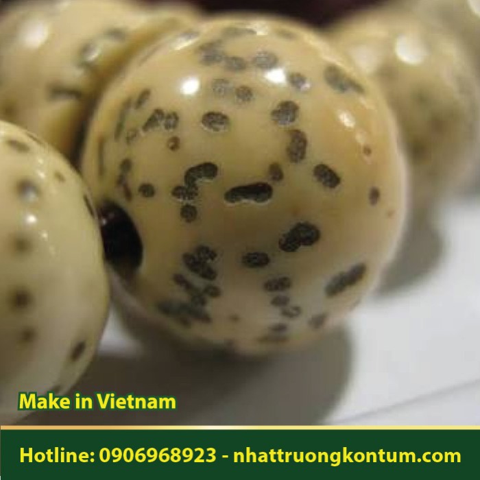 Quả Mây Rừng - Quả bồ đề tinh nguyệt - Calamus manan - Calamus jenkinsianus - Túi 1kg