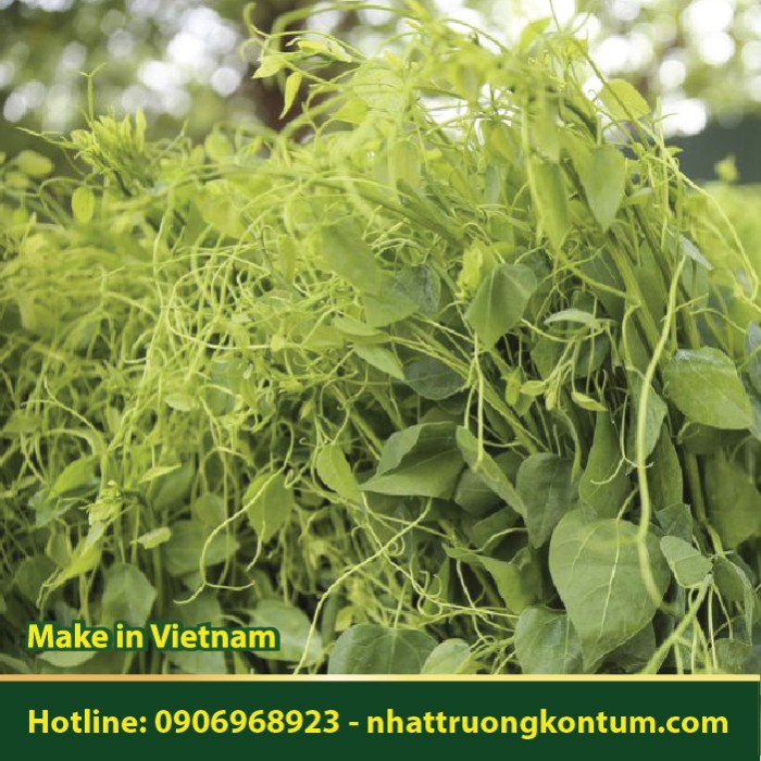 Rau Bò Khai - Erythropalum scandens - Túi 1kg