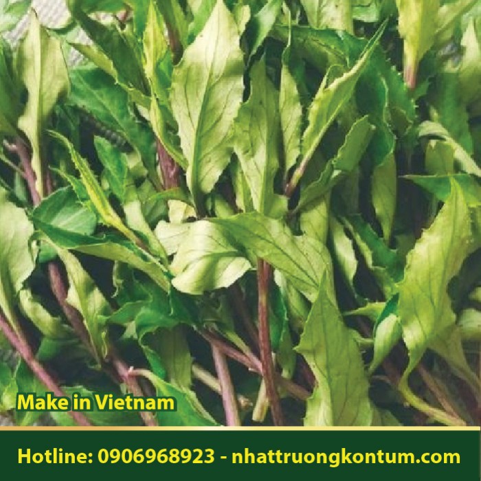 Rau Lủi Măng Đen - Gynura acutifolia - Túi 1kg