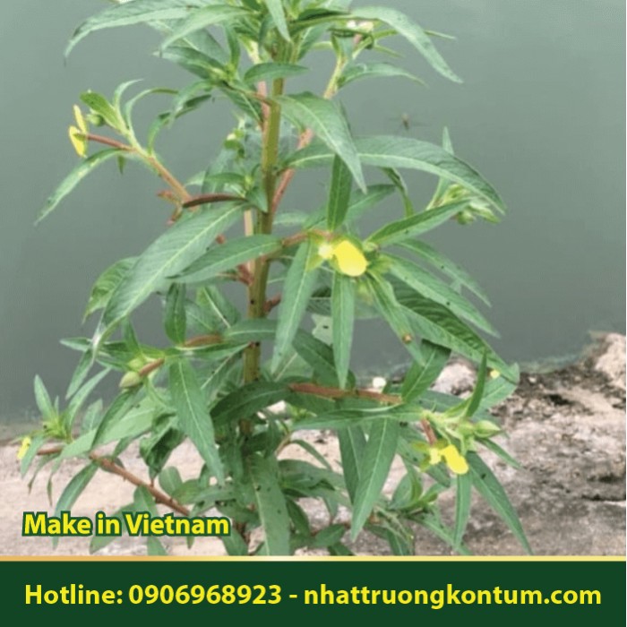 Rau Mương - Ludwigia prostrata - Túi 1kg