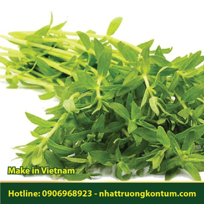 Rau Ngò Om - Limnophila aromatica - Túi 1kg