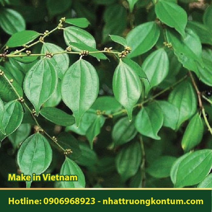 Rễ Ô Được - Lindera aggregata - Túi 1kg