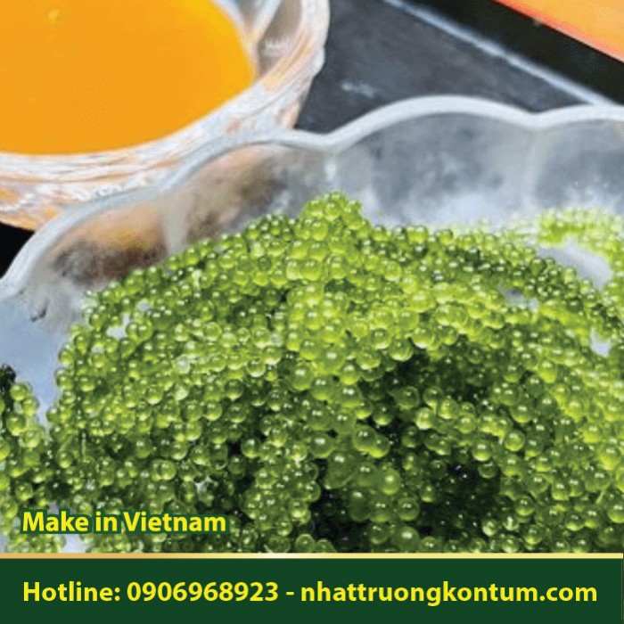 Rong Nho - Caulerpa lentillifera - Túi 1kg