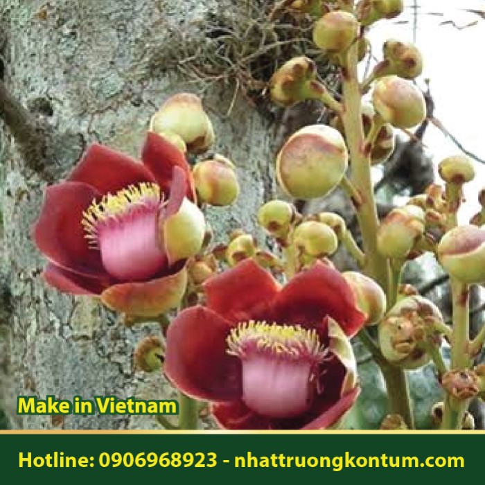 Cây Sala - Couroupita guianensis - Túi 1kg