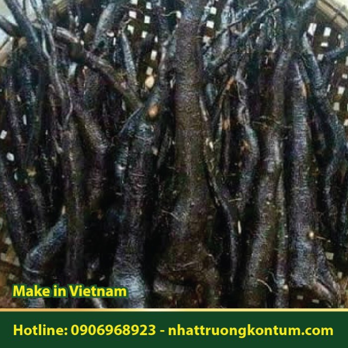 Sâm Béo Đen - Goniothalamus vietnamensis - Túi 1kg