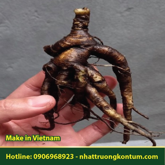 Thổ Nhân Sâm - Sâm Đất - Talinum paniculatum - Túi 1kg