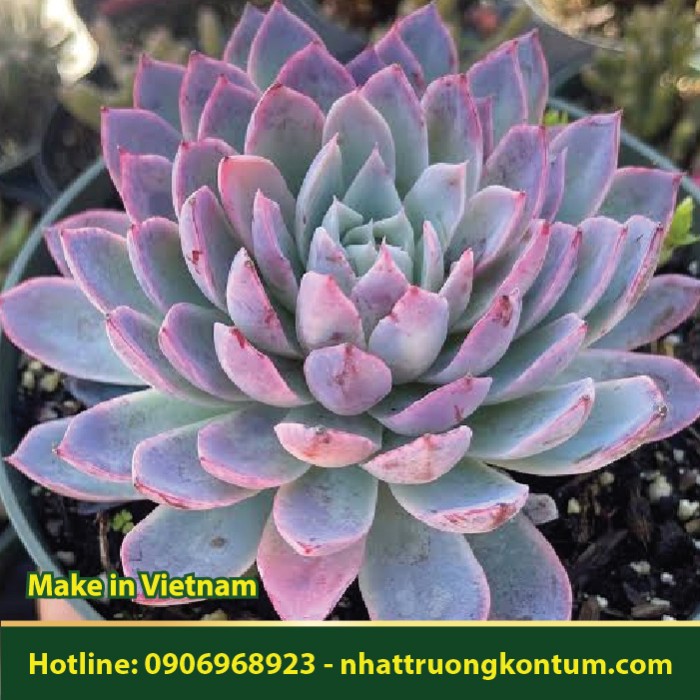 Sen Đá - Echeveria - Túi 1kg