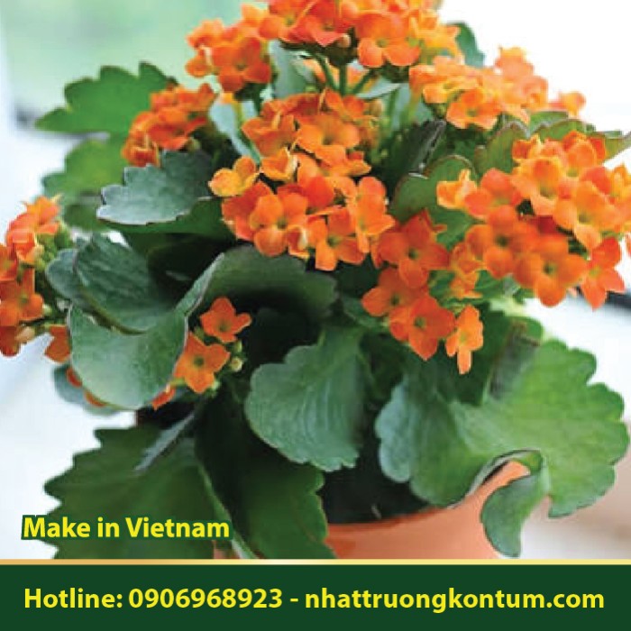 Cây Sống Đời - Kalanchoe pinnata - Túi 1kg