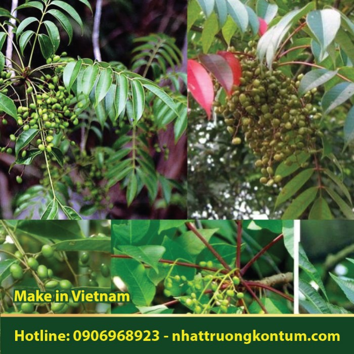 Cây Sơn - Sơn Nam Bộ - Sơn Lu - Toxicodendron succedaneum - Túi 1kg