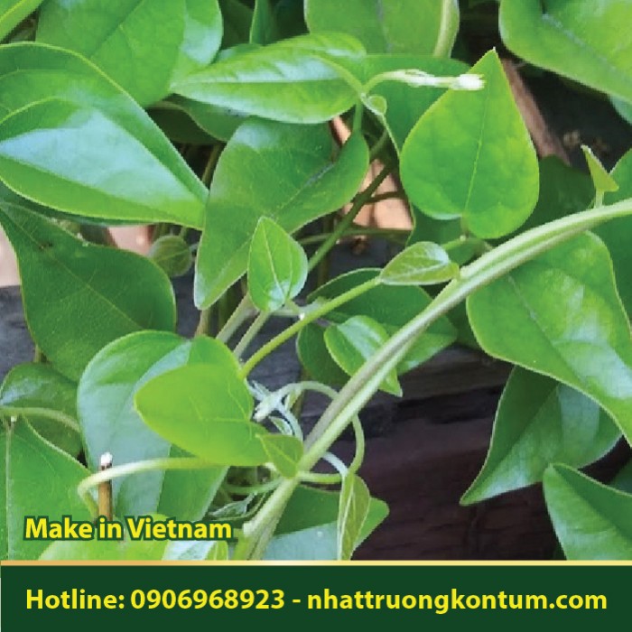 Sương Sâm - Tiliacora triandra - Túi 1kg