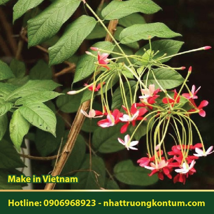Sử Quân Tử - Hạt Sử Quân Tử - Combretum indicum - Túi 1kg
