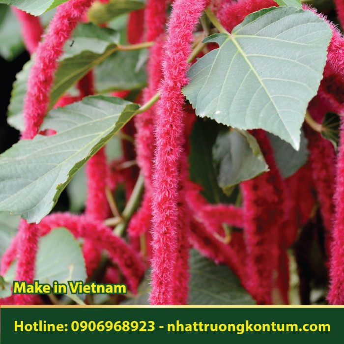 Tai Tượng Đuôi Chồn - Acalypha hispida - Túi 1kg