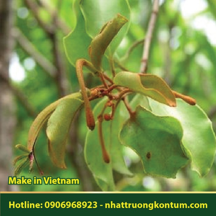 Tầm Gửi - Taxillus chinensis - Túi 1kg