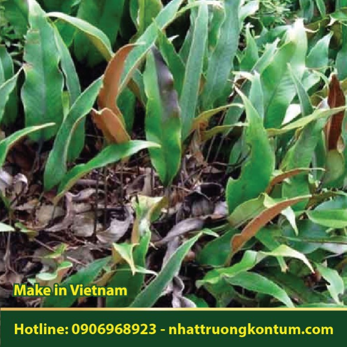 Thạch Vĩ - Pyrrosia lingua - Túi 1kg