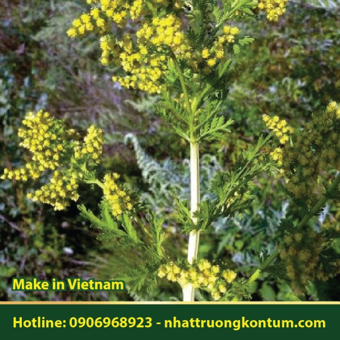 Thanh Hao Hoa Vàng - Artemisia annua - Túi 1kg