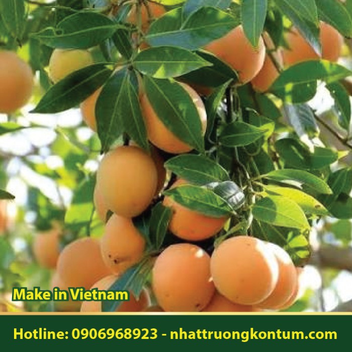 Thanh Trà - Bouea macrophylla - Túi 1kg