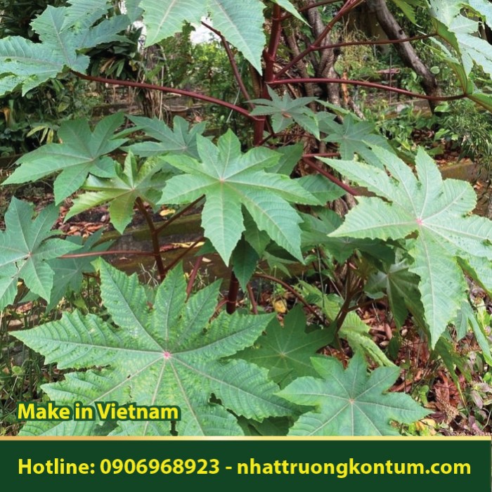 Thầu Dầu - Ricinus communis - Túi 1kg