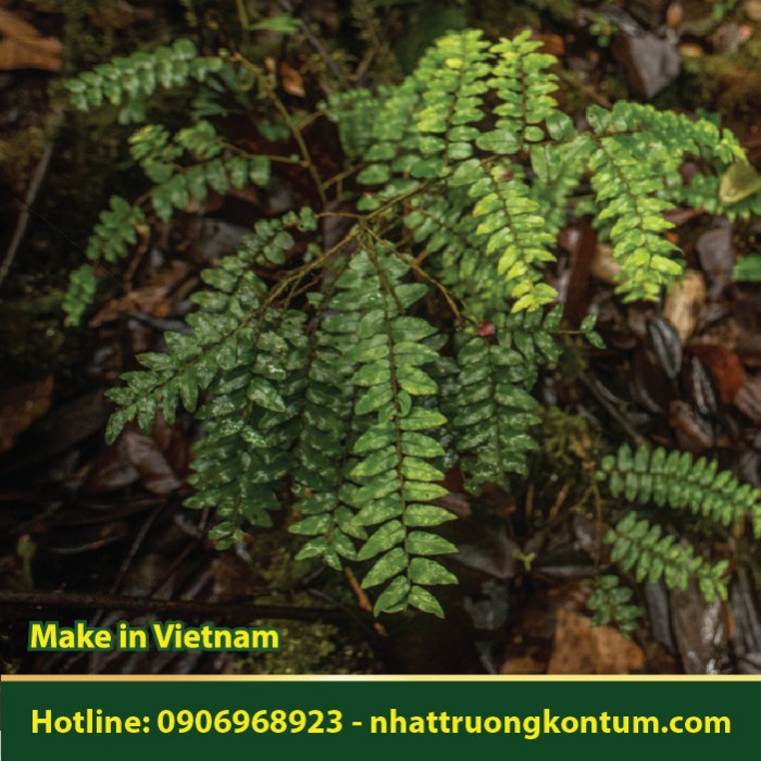 Thiên Lý Hương - Đương Quy Đằng - Embelia parviflora - Túi 1kg
