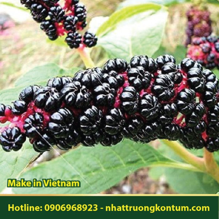 Cây Thương Lục - Cực Độc - Phytolacca acinosa - Túi 1kg