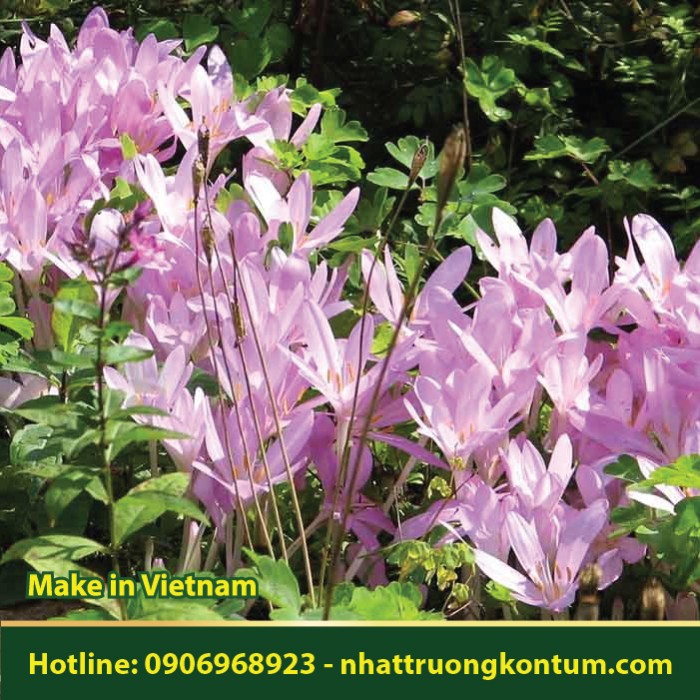 Cây Tỏi Độc - Colchicum autumnale - Túi 1kg