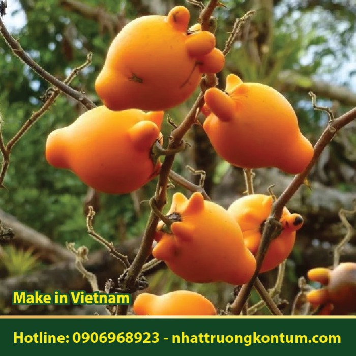 Trái Dư - Solanum mammosum - Túi 1kg