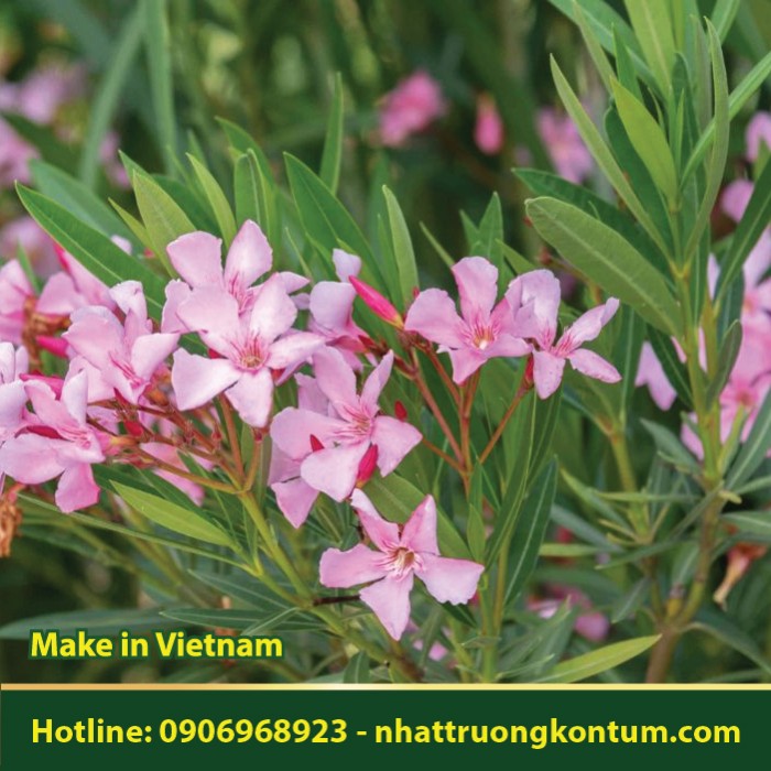 Trúc Đào - Nerium oleander - Túi 1kg