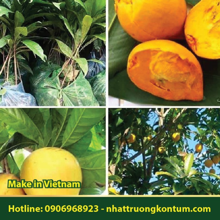 Cây Trứng Gà - Pouteria lucuma - Túi 1kg