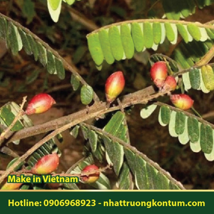 Trường Khế - Dây Khế Rừng - Rourea minor - Túi 1kg