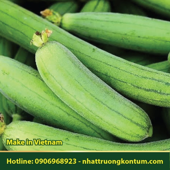 Mướp Hương - Luffa aegyptiaca - Túi 1kg