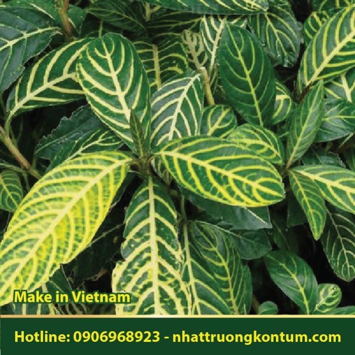 Xăng Sê Khôi Đốm - Sanchezia nobilis - Túi 1kg