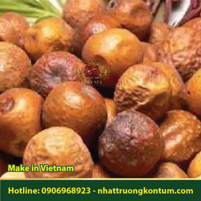 Xuyên Luyện Tử - Melia toosendan - Túi 1kg