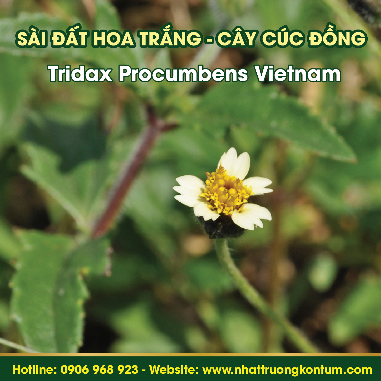 Những bí mật về cây sài đất hoa trắng mà bạn chưa biết