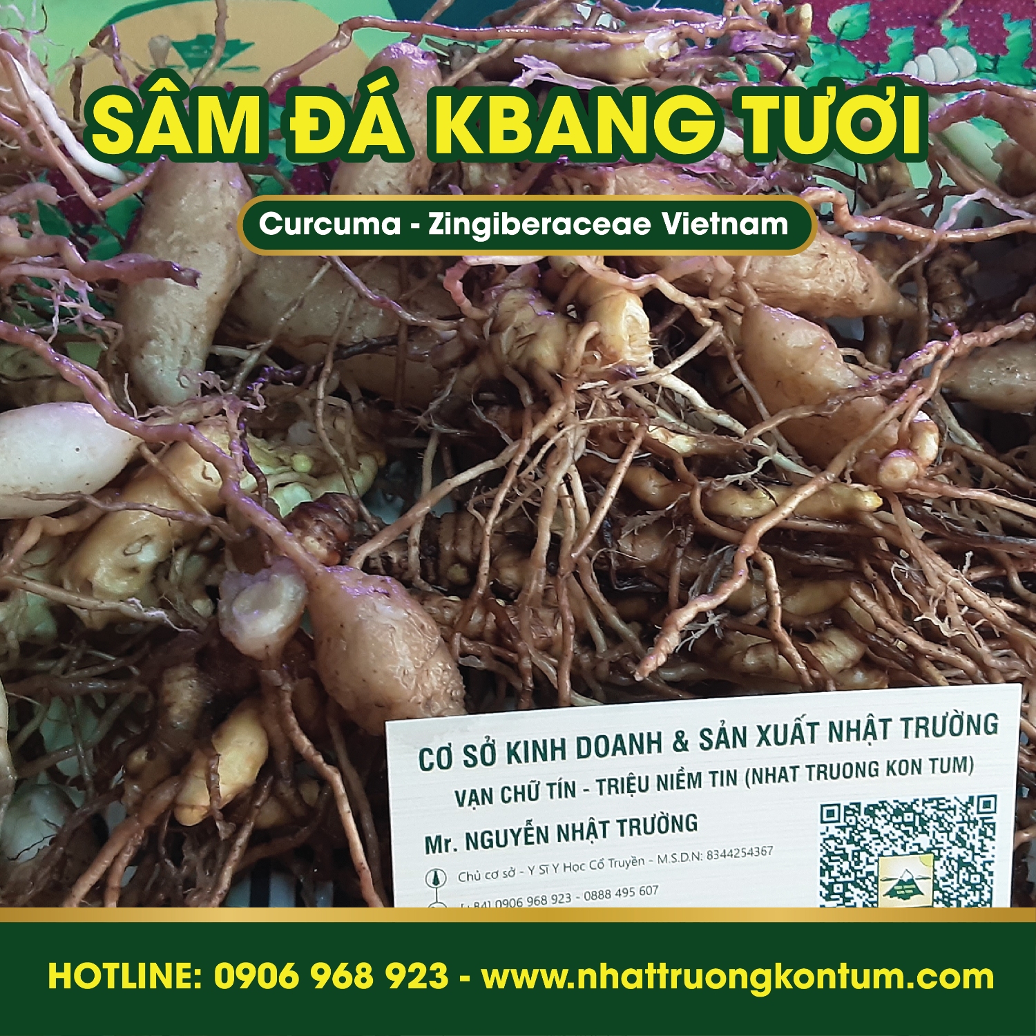 CÂY SÂM ĐÁ MỌC HOANG DÃ TRONG MÔI TRƯỜNG TỰ NHIÊN MANG VẺ ĐẸP KỲ LẠ VÀ QUÝ HIẾM