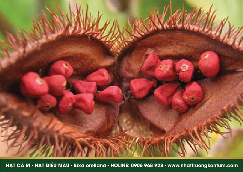 hatdieumau 02