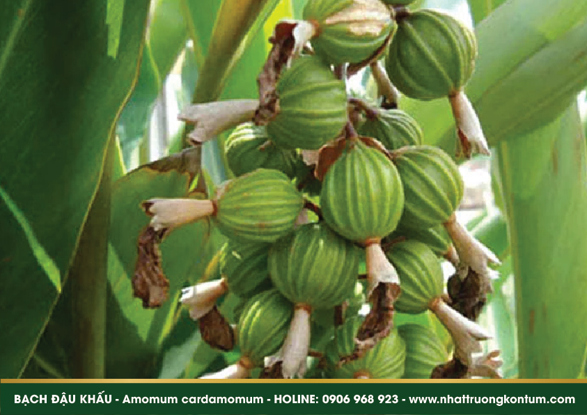 bachdaukhau 04