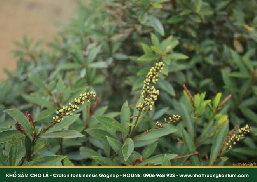 khosam 10