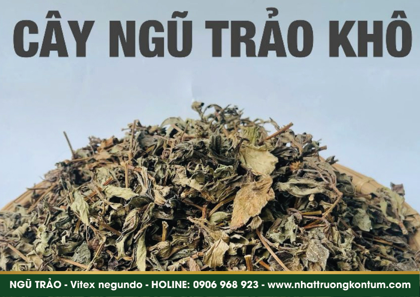 ngutrao 03