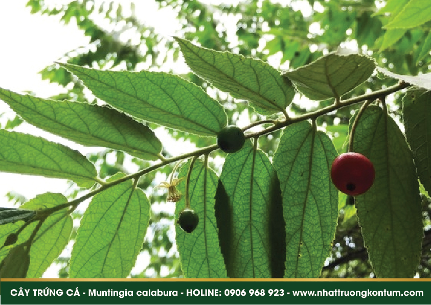 caytrungca 04
