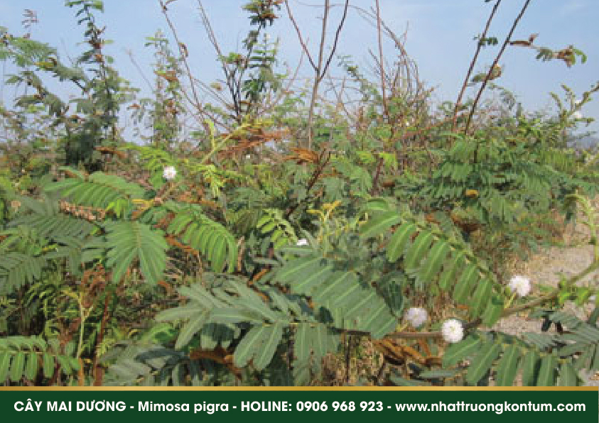 maiduong 04