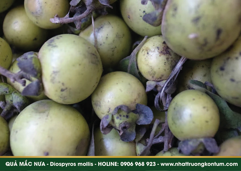 quamacnua 04