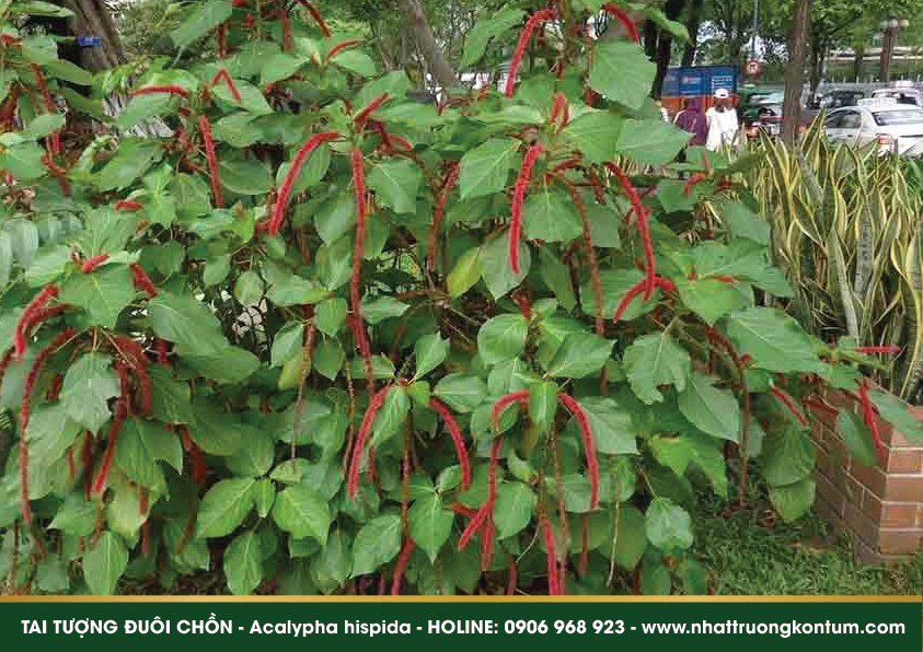 taituongduoichon 04 1