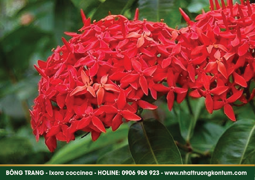 bongtrang 04