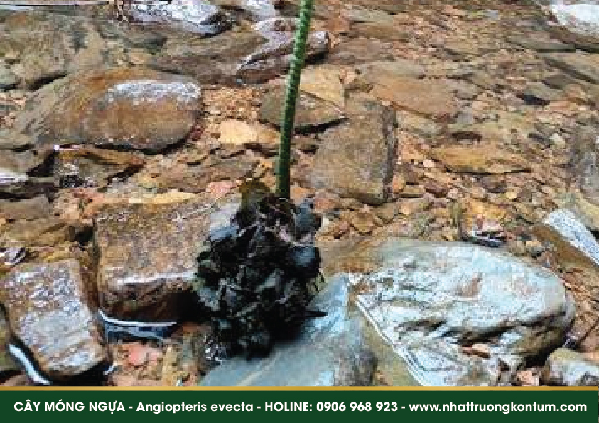 caymongngua 02