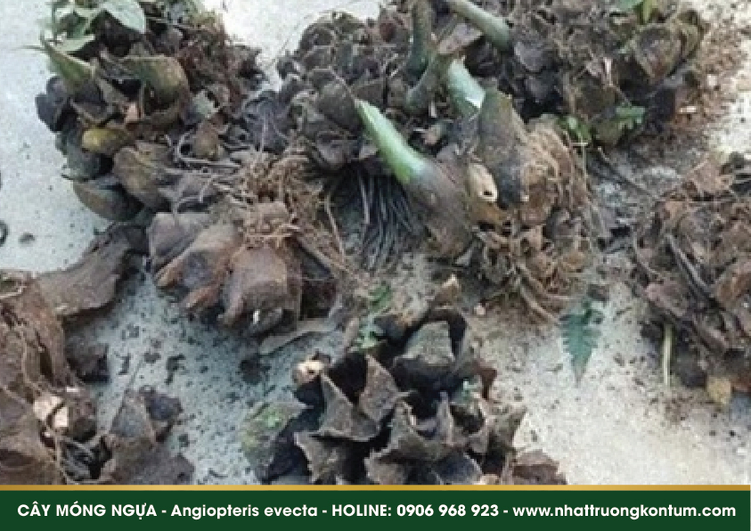 caymongngua 05
