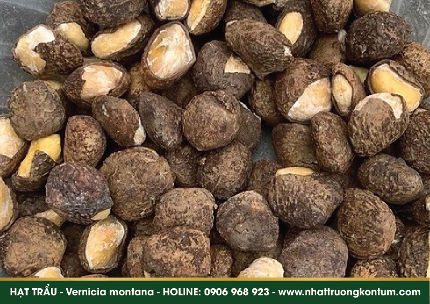 hattrau 04