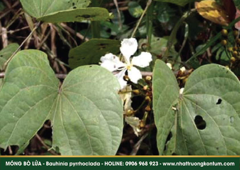 mongbolua 04
