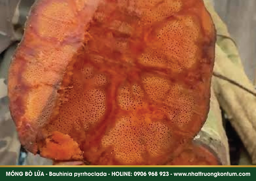 mongbolua 05