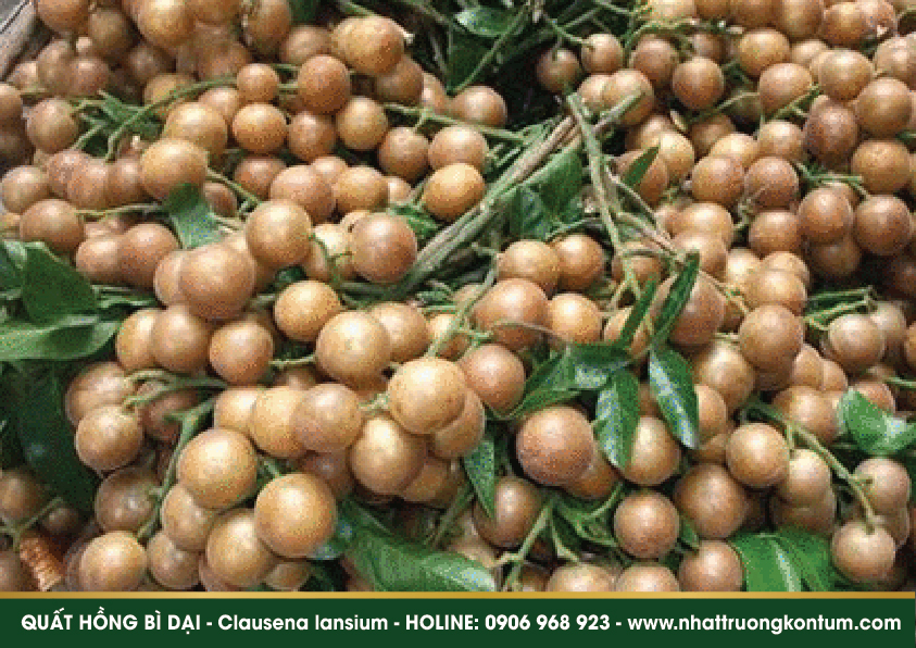 quathongbidai 02